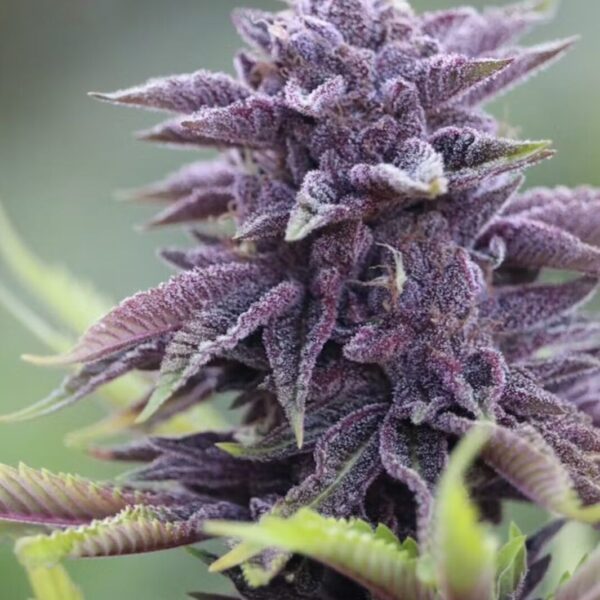 WEED STRAINS