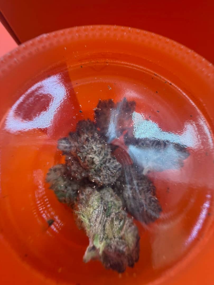 WhatsApp Image 2025-12-05 at 11.15.06 PM sherbinski premium cannabis flower