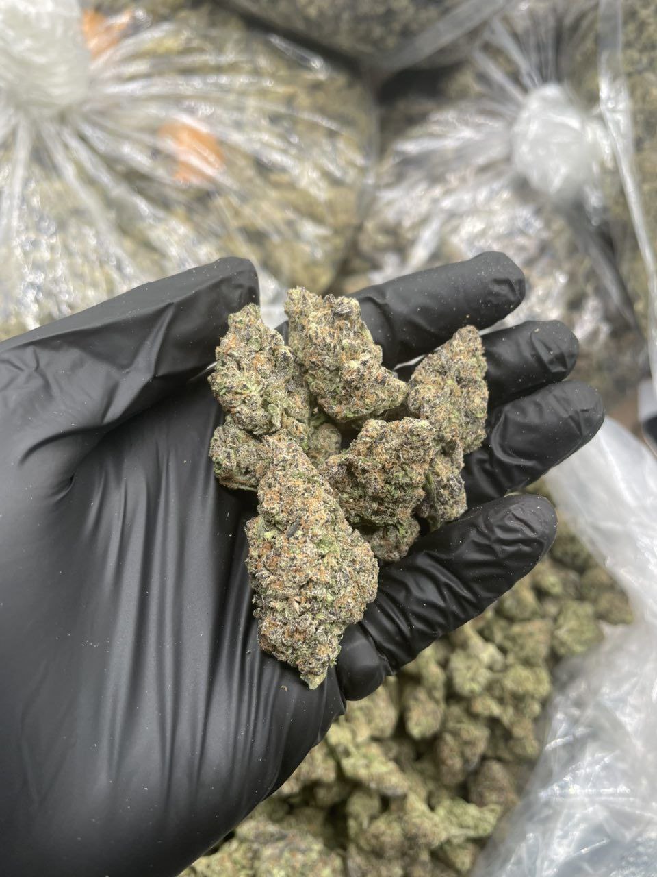 photo_2026-01-24_04-08-06 rainbow belts flower strain