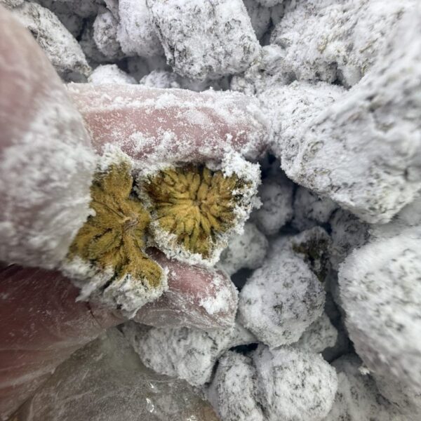 loose ice caps weed strain