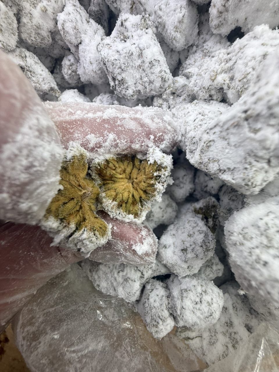 photo_2026-01-24_04-41-47 loose ice caps weed strain