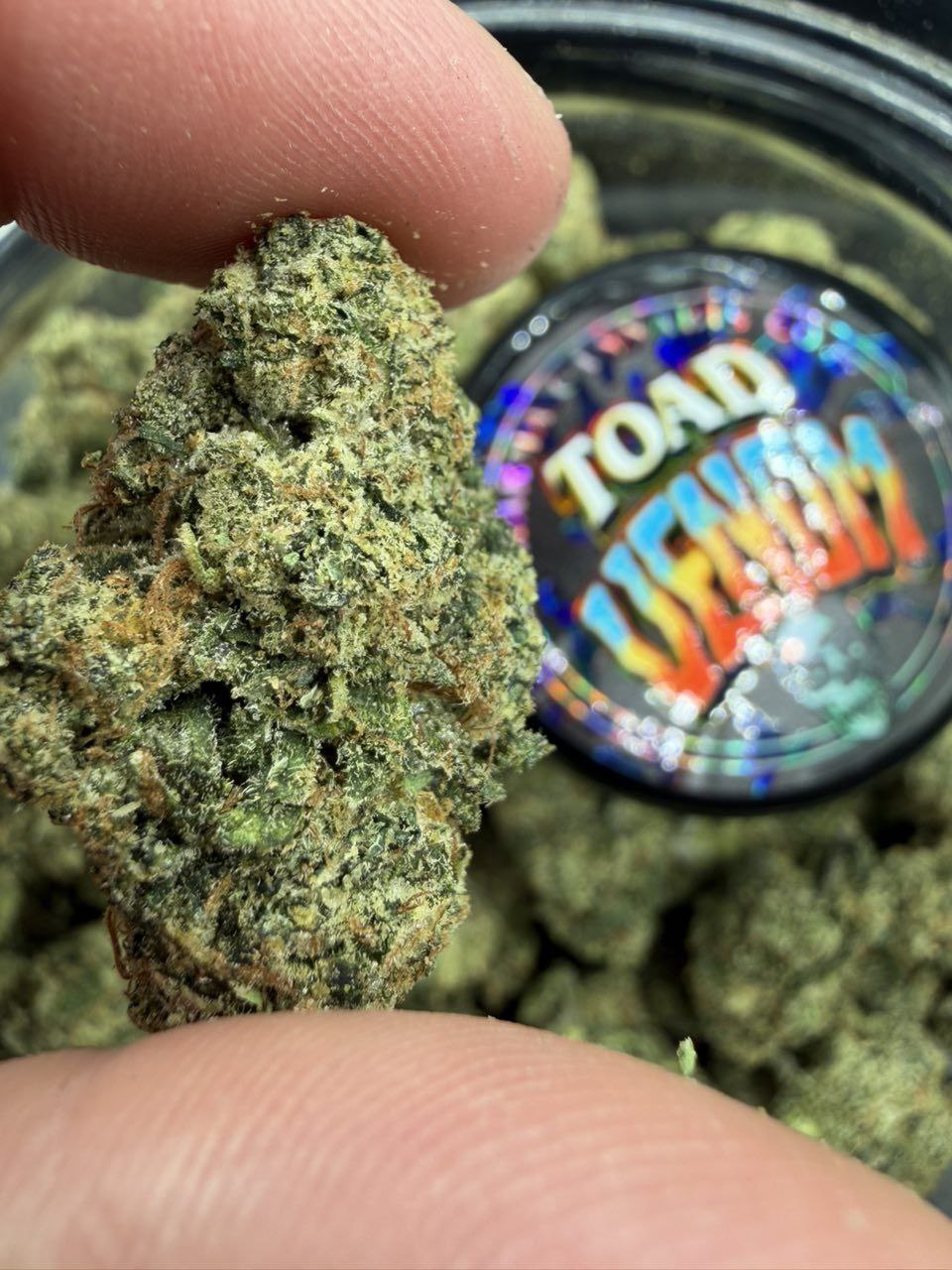 photo_2026-01-25_00-08-02 heavy hitting line up of toad venom and zkittlez crosses