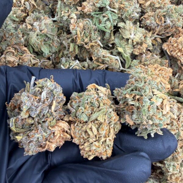 green crack indoor