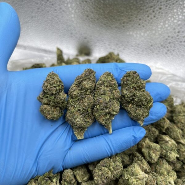 gumble runts thca weed flower strain