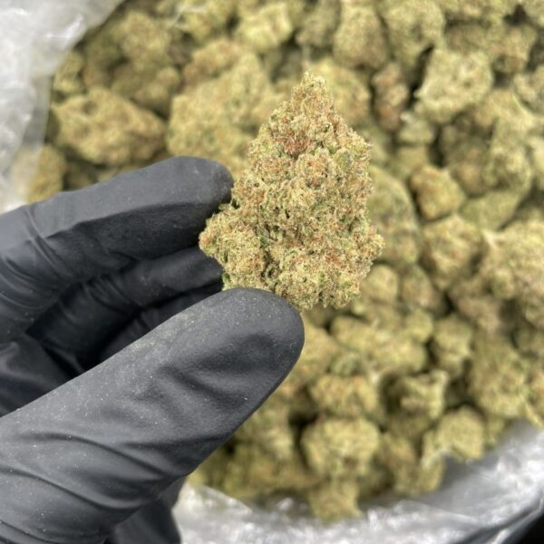 jungle cookies strain