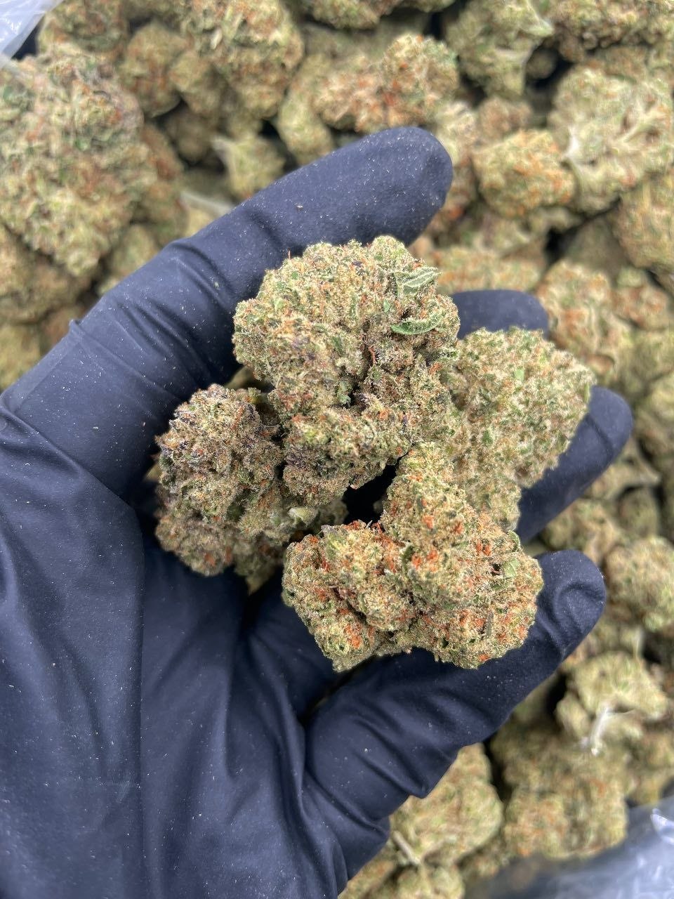 photo_2026-05-28_03-38-22 jungle cookies strain