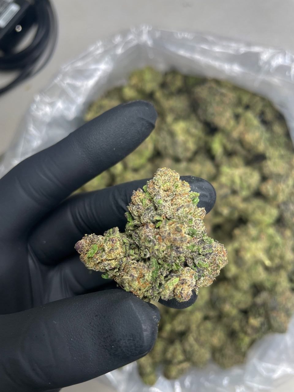 photo_2026-05-28_03-56-35 blue cherriez ml strain