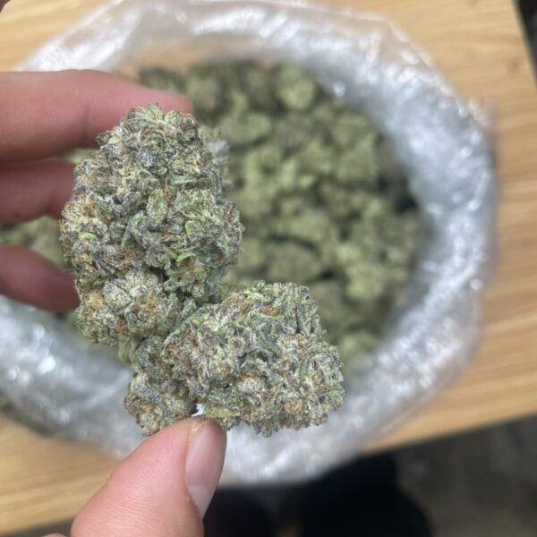 frosted donutz weed strain
