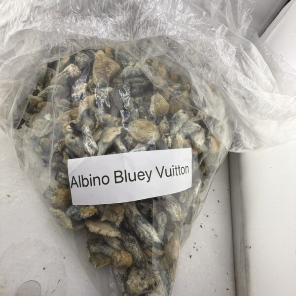 albino bluey vuitton mushroom
