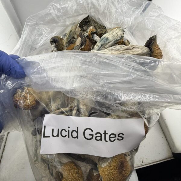 lucid gates mushroom