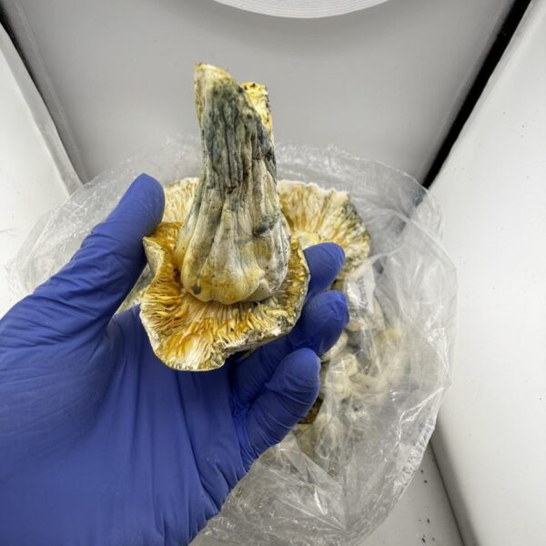 aztec golden gods mushroom