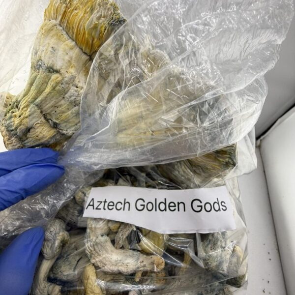 aztec golden gods mushroom