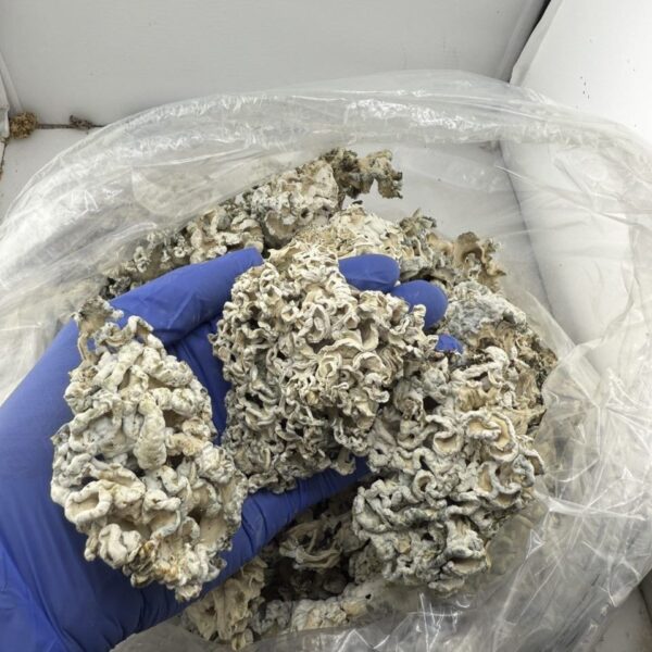 enigmas weed strain